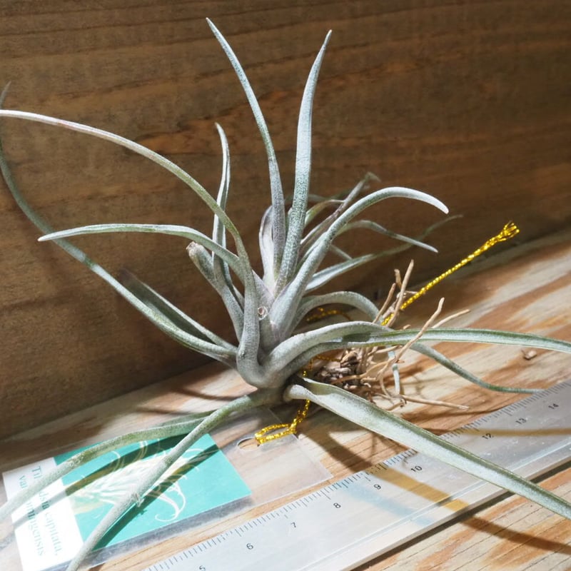 チランジア ／ カピタータ ドミンゲンシス (T.capitata var. domingen