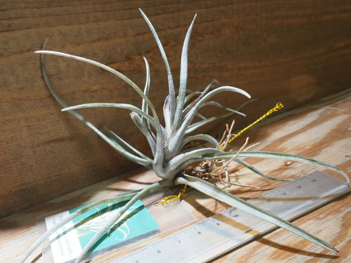 チランジア カピタータ ドミンゲンシス チランジア ／ カピタータ ドミンゲンシス (T.capitata var. domingen