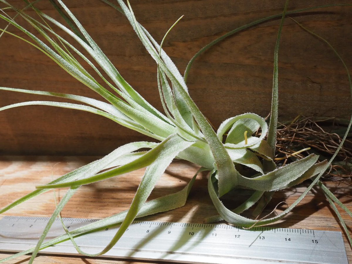 チランジア ファシクラータ, Teotitlan 開花株