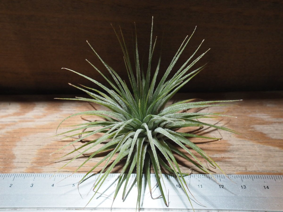 チランジア ／ イオナンタ グァテマラ L (T.ionantha 'Guatemala')