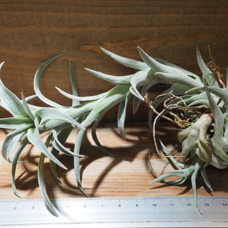 チランジア ／ エディシアエ L (T.edithae) ☆CD01/Nov27 | 常葉植物