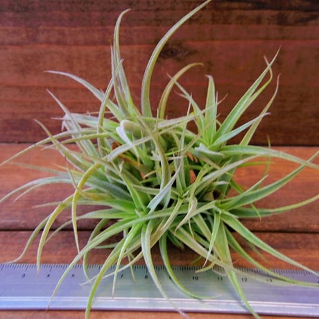 CATEGORY 学名・名称:C | 常葉植物園 Tokiwa Botanical-Garde CATEGORY 学名・名称:C | 常葉植物園 Tokiwa Botanical-Garde