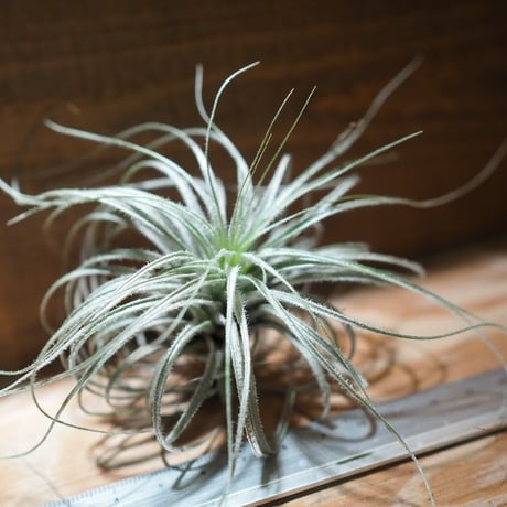 チランジア ／ テクトルム ピンクッション　(T.tectorum 'Pincushion')　＊A01/Nov26