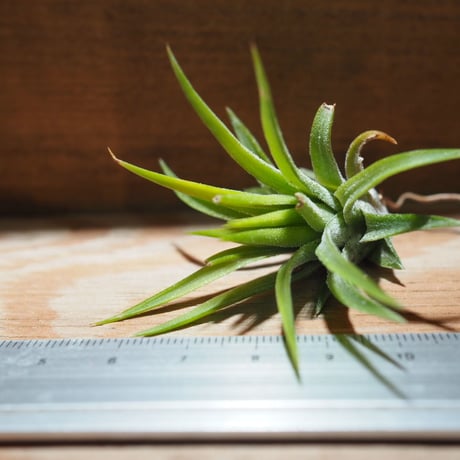 チランジア ／ イオナンタ ピーチ ホワイトフラワー　(T.ionantha 'Peach White Flower')　＊A01/Apr25