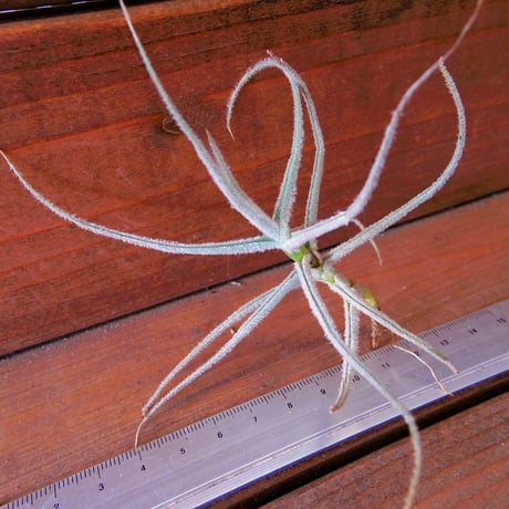 チランジア ／ グラモゴレンシス　(T.graomogolensis)