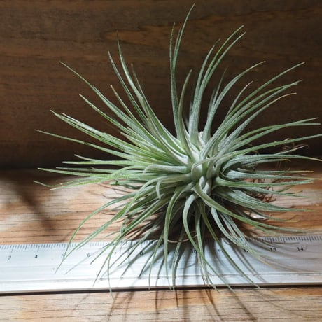 チランジア ／ フクシー フクシー　(T.fuchsii var. fuchsii)　★CD01/Feb05