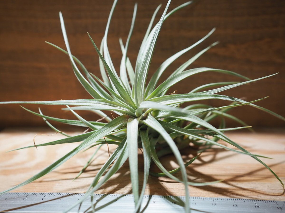 チランジア　フレクスオサ　ツイスト　ジャイアントフォーム Tropiflora 現品) チランジア フレクスオーサ ツイステッドフォーム (No