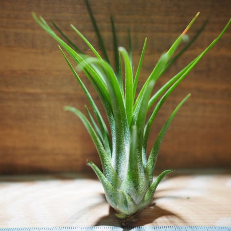 チランジア ／ イオナンタ × プルイノーサ　(T.ionantha × T.pruinosa) ★タイ農場　＊A01/Nov20
