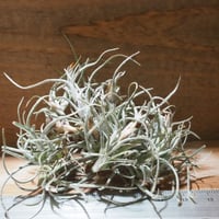 チランジア ／ イオナンタ ファットボーイ (T.ionantha 'Fat Boy') ☆E