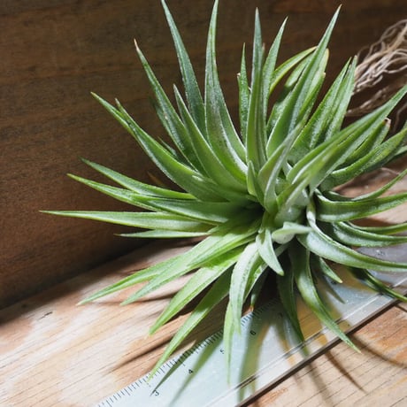 チランジア ／ イオナンタ マキシマ　(T.ionantha var. maxima)　★CD01/Dec19