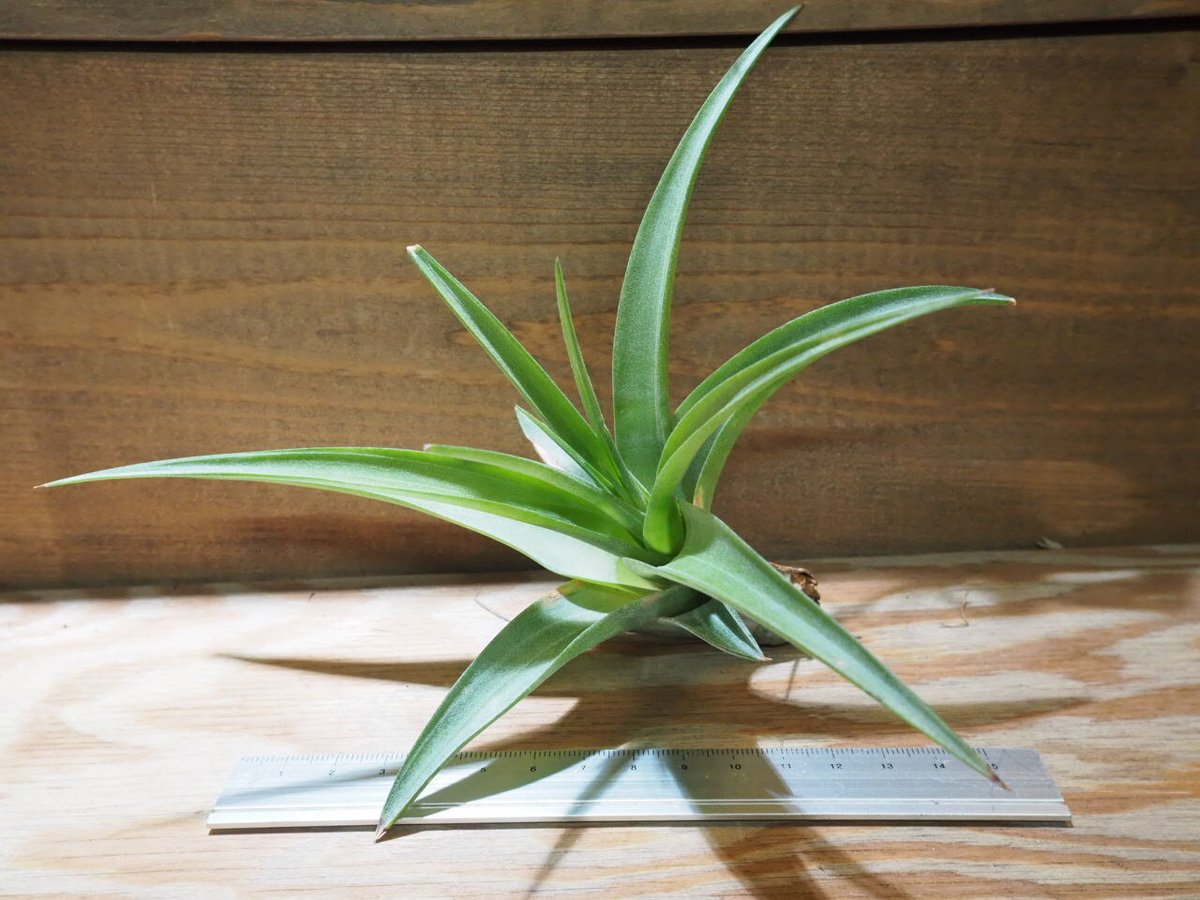 チランジア ／ フレキシオーサ ヴィヴィパラ (T.flexuosa var. vivipar