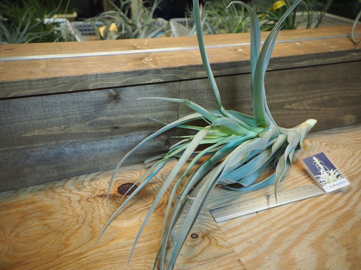 チランジア ／ ロドセファラ (T.rhodocephala) ＊A02/Dec11 | 常葉