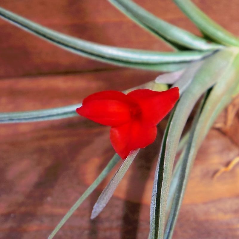 チランジア ／ ミスティックフレイム (T.'Mystic Flame') ＊A02/Ju14