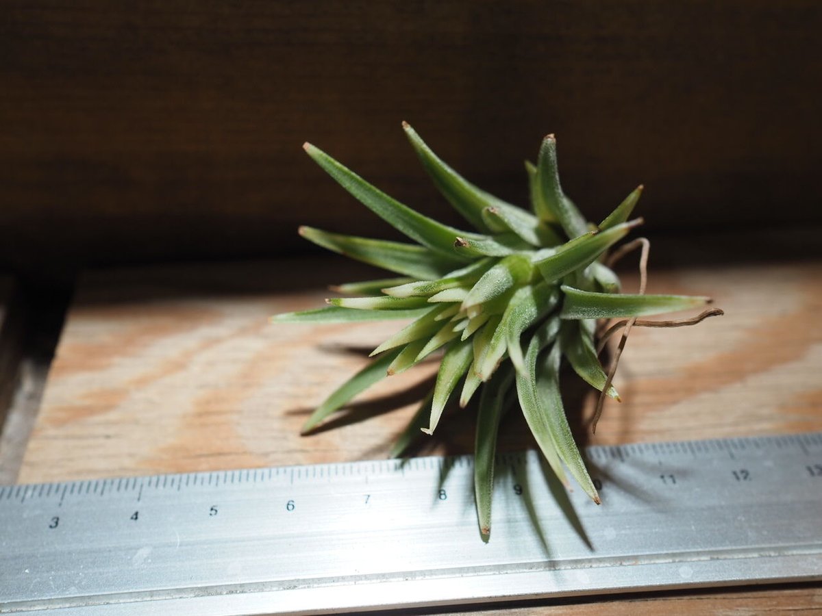 チランジア ／ イオナンタ アルボマージナータ (T.ionantha 'Albo-Margi