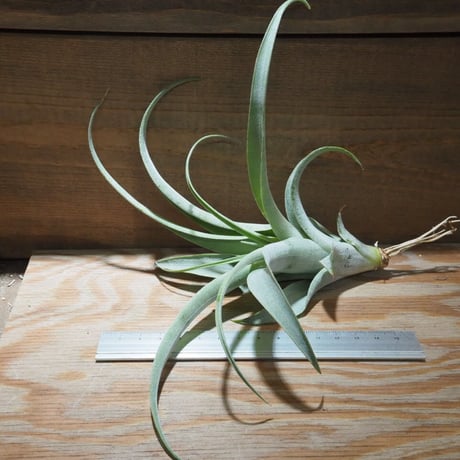 CATEGORY 学名・名称:C | 常葉植物園 Tokiwa Botanical-Garde CATEGORY 学名・名称:C | 常葉植物園 Tokiwa Botanical-Garde