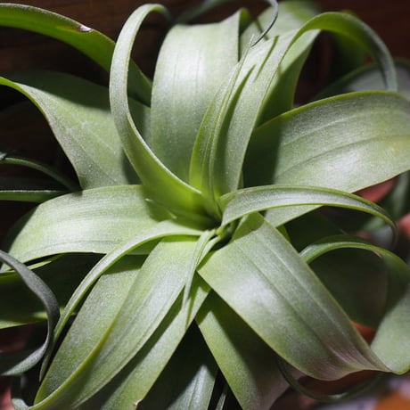 チランジア ／ ストレプトフィラ × キセログラフィカ　(T.streptophylla × T.xerographica)　＊A01/Mar20-01