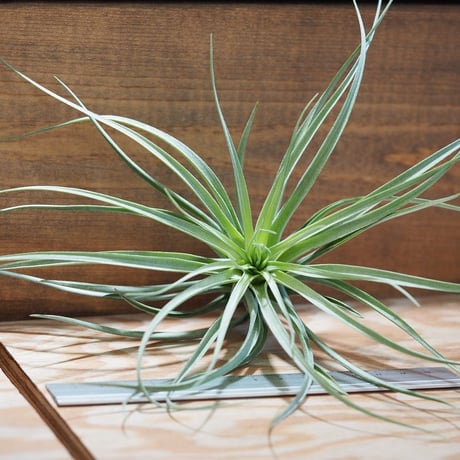 チランジア ／ ストリクタ ギガンティクス　(T.stricta 'Giganticus')　＊A01/Aug27