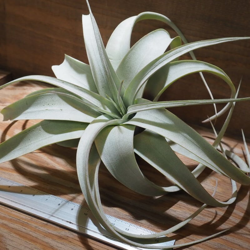 チランジア・キセログラフィカ15株まとめ チランジア ／ キセログラフィカ mini (T.xerographica) ☆XX01/De