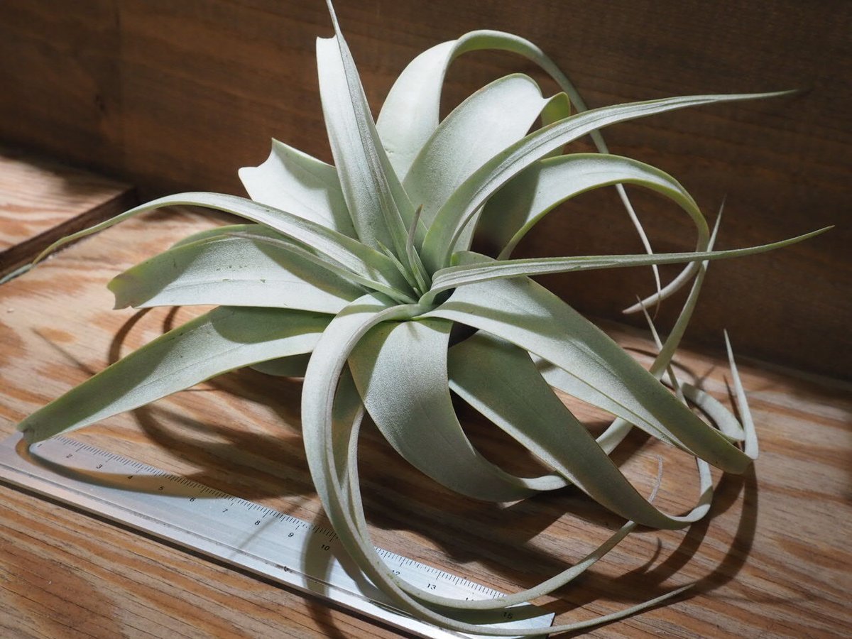 チランジア ／ キセログラフィカ mini (T.xerographica) ☆XX01/De