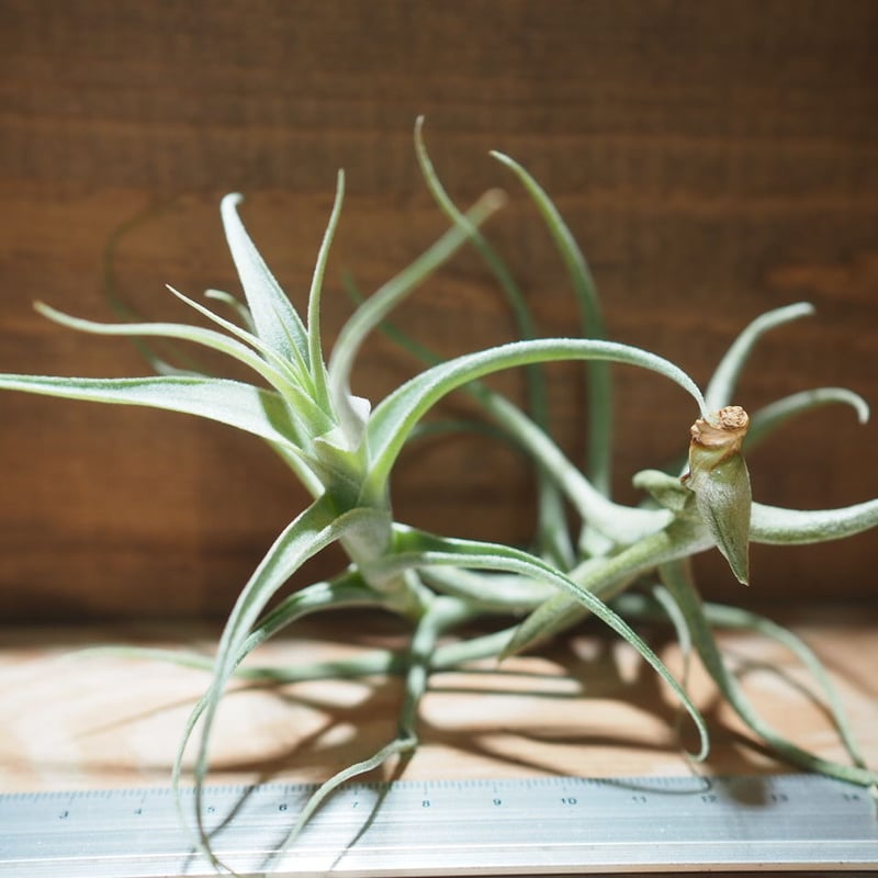 チランジア ／ ストラミネア ステム (T.straminea 'Stem') ＊A01/Ma