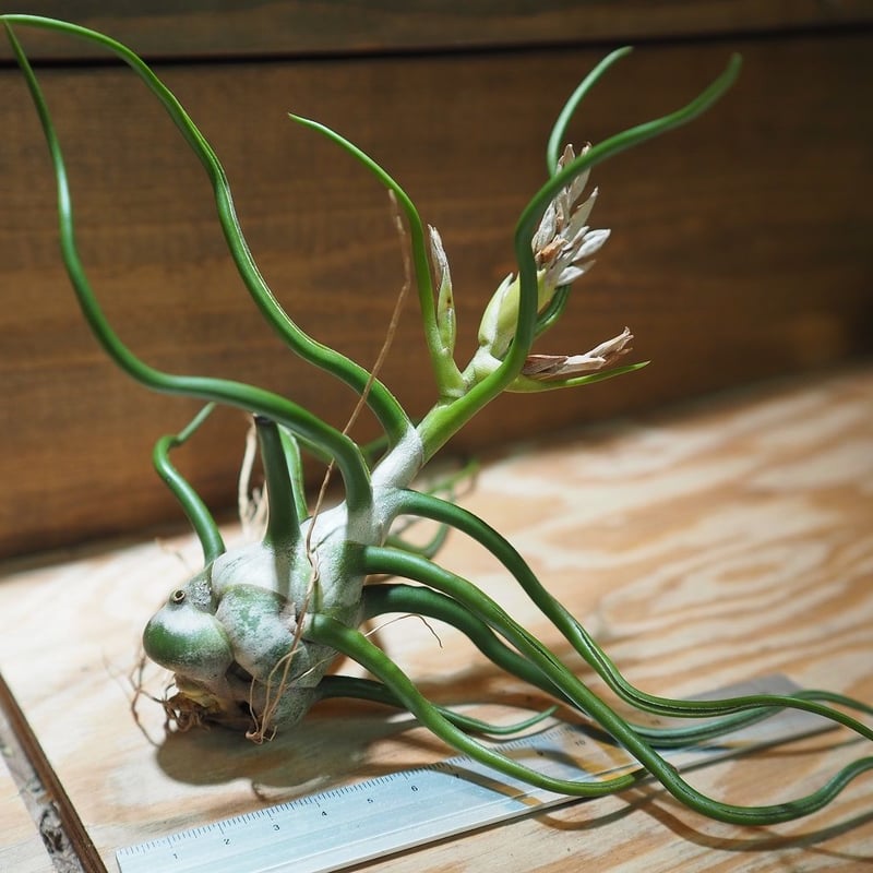 ブロメリア・エアープランツ T. bulbosa forma Alba 楽天市場】(現品) チランジア ブルボーサ アルバ (No.21769) (エアー