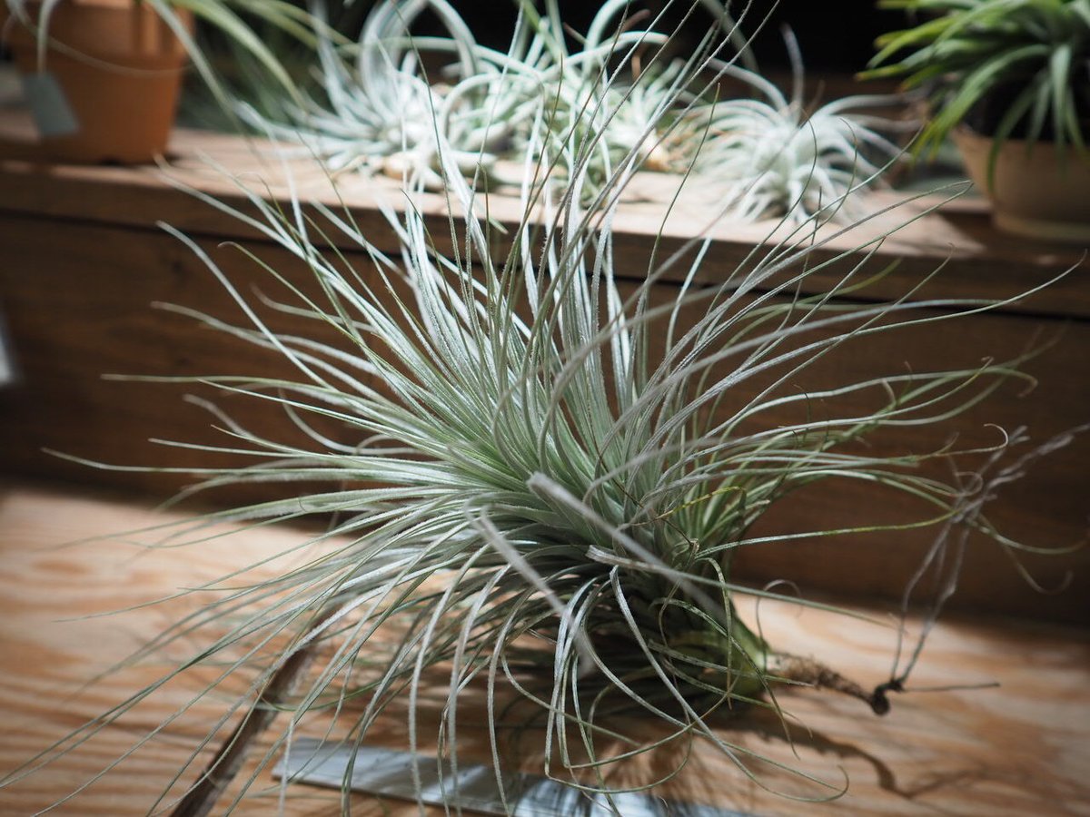 チランジア　フレクスオサ　ツイスト　ジャイアントフォーム Tropiflora チランジアフレクスオサツイストジャイアントフォーム Tropiflora
