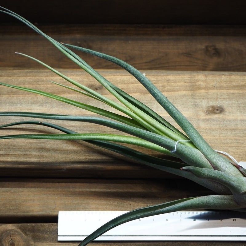 チランジア ／ アメイジンググレイス (T.'Amazing Grace') ☆1/1企画 |