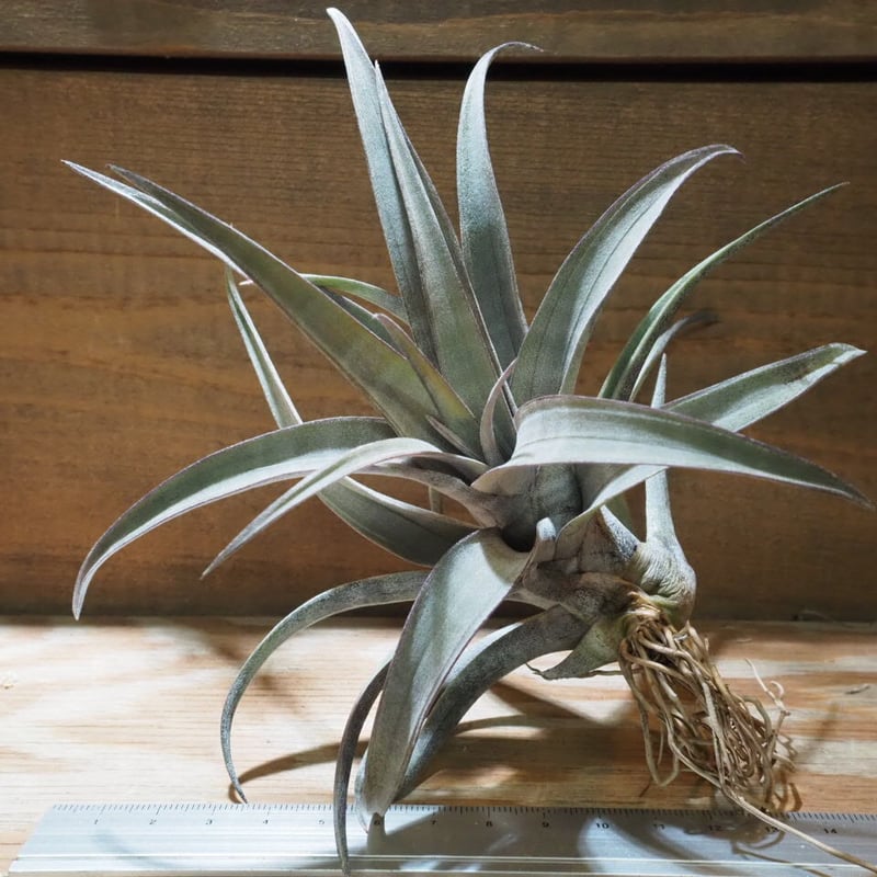 超希少❗️チランジア　ヒルダエ✨ チランジア ／ ヒルダエ (T.hildae) ☆CD01/Feb05 | 常葉植物園 Tok