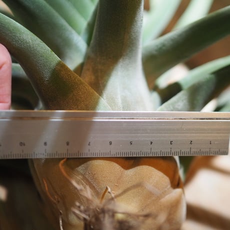 チランジア ／ ストレプトフィラ XXL　(T.streptophylla)  ★タイ農場　＊A01/Jun03
