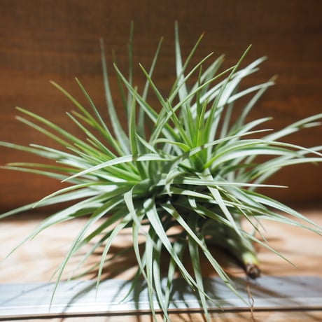 STORES エアープランツの検索結果