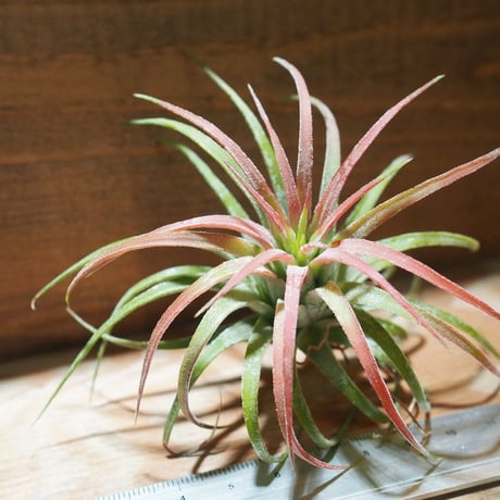 チランジア ／ イオナンタ ロン　(T.ionantha 'Ron') ★タイ農場　＊A01/Feb17-02
