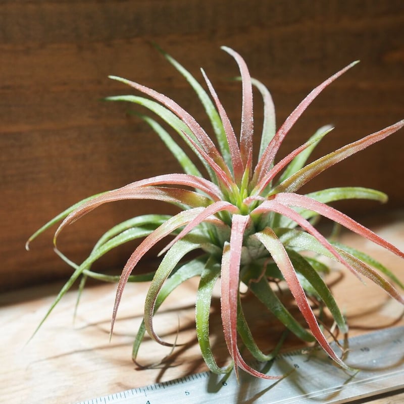 チランジア ／ イオナンタ ロン (T.ionantha 'Ron') ☆タイ農場 ＊A01/