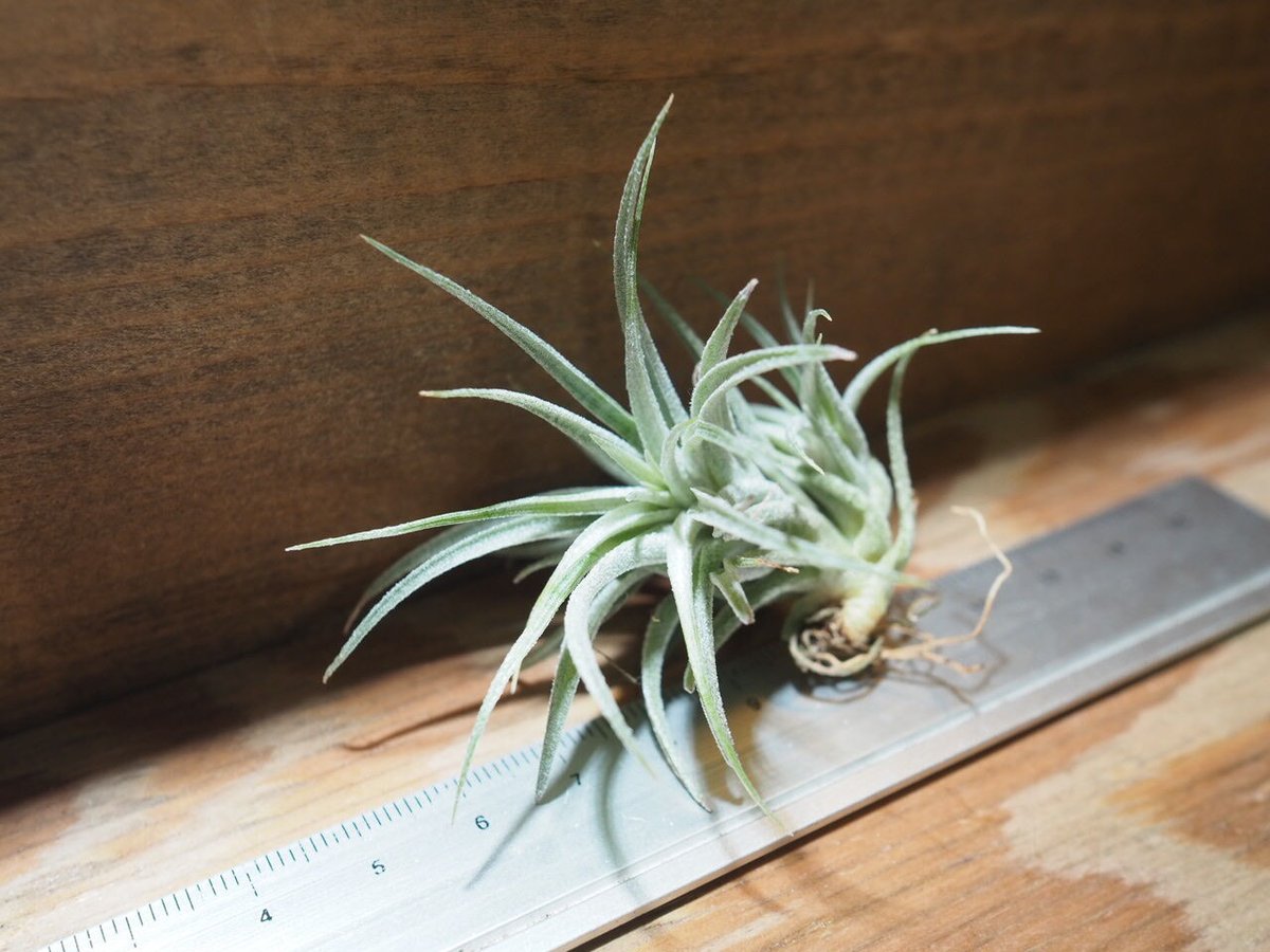 美品‼️ T.sucrei 選抜 銀葉種 赤花 チランジア ／ スークレイ (T.sucrei) ＊A01/Jul05-02 | 常葉植物園