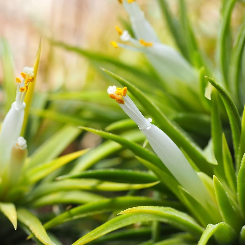 チランジア ／ イオナンタ アルビノ (T.ionantha 'Albino') ☆CD01/