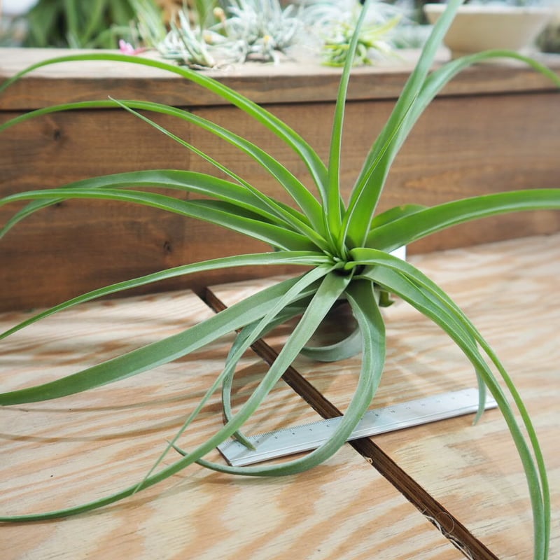 チランジア ／ マイスイートローズ (T.'My Sweet Rose') ＊A01/May2