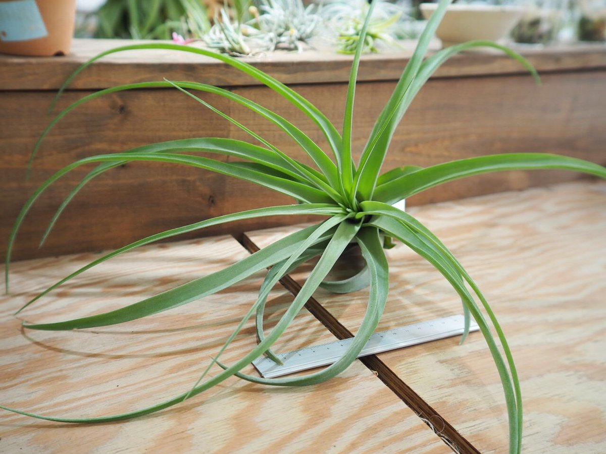 ティランジア　マイスイートローズ チランジア・マイスウィートローズ Tillandsia My Sweet Rose (T