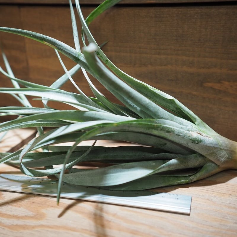 チランジア ／ カピタータ オレンジ (T.capitata 'Orange') ＊A01/F