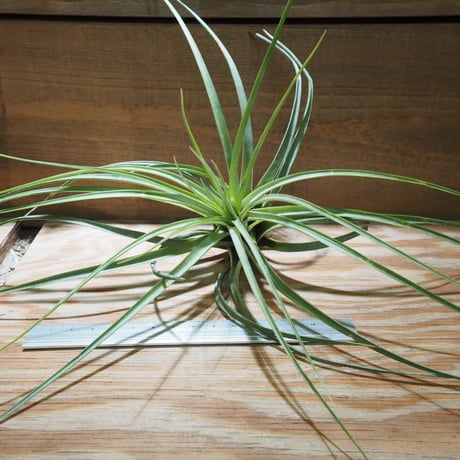 CATEGORY エアプランツ（チランジア） 大型種 | 常葉植物園 Tokiwa Botan...