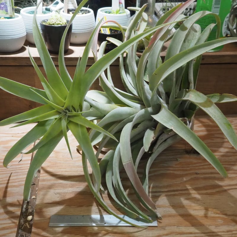 チランジア カピタータルブラ × ロシー チランジアカピタータルブラ x ロシー