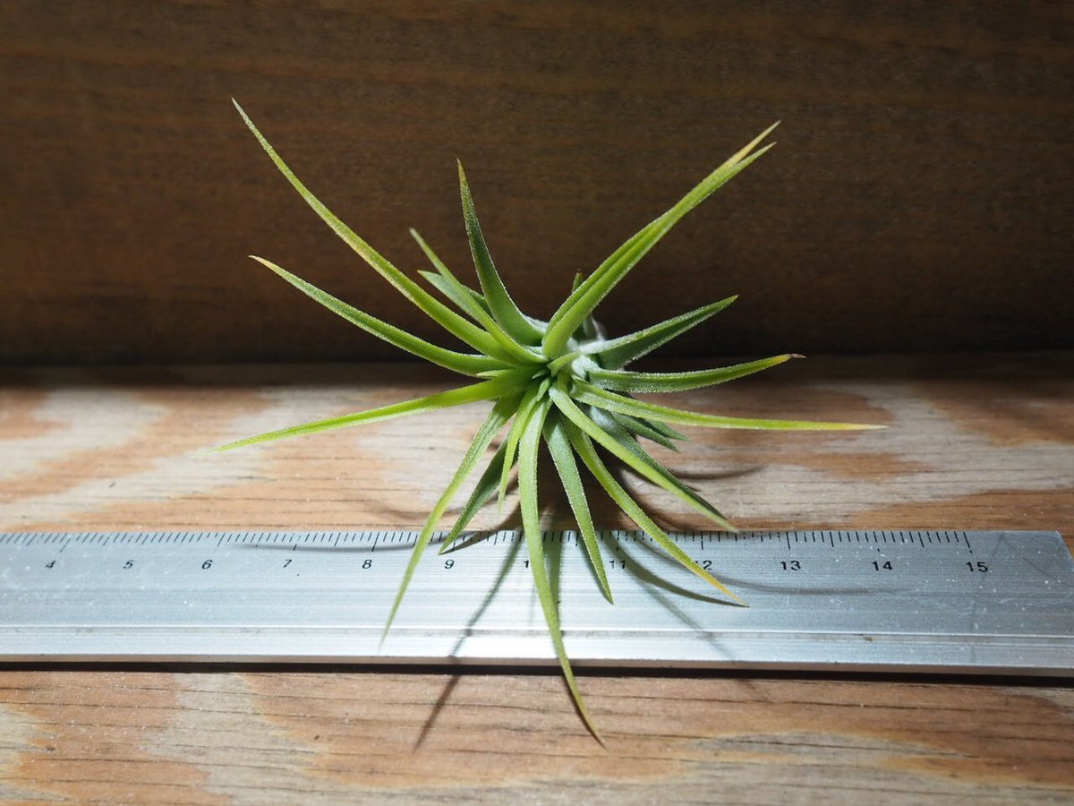Tillandsia ionantha Blue Eyed Druid 速達発送