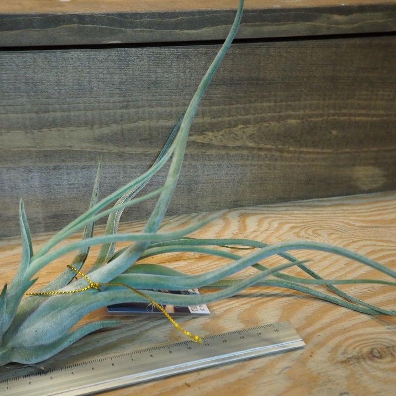 チランジア ／ メデューサ クラウン (T.'Medusa Crown') ＊A01/Dec1