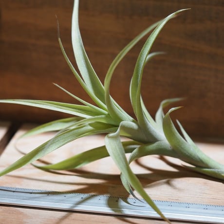 チランジア ／ ラティフォリア カウレセント　(T.latifolia  var.  caulescent)　＊A01/Aug24
