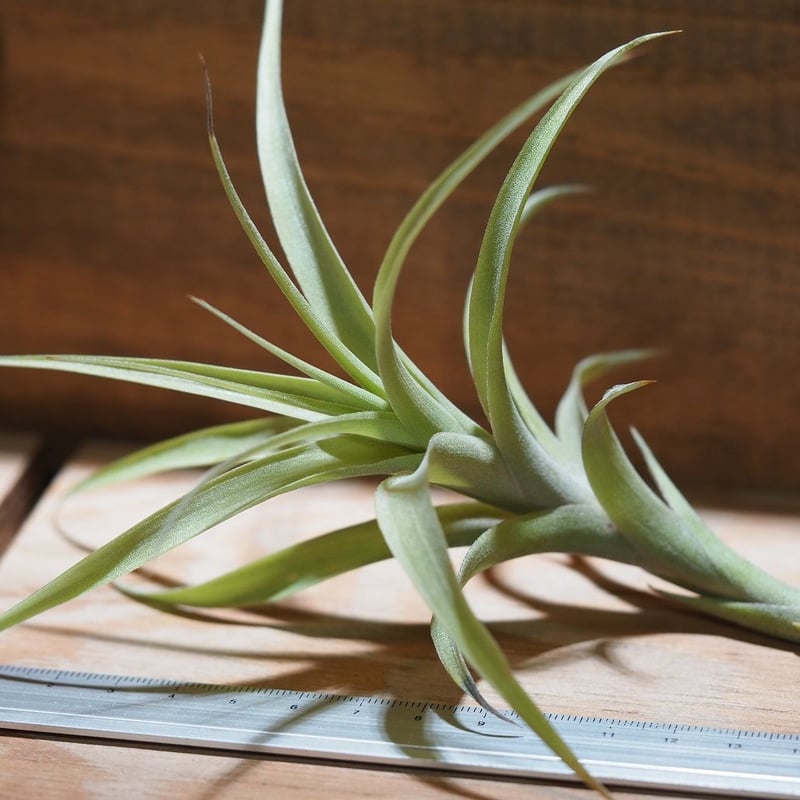 チランジア ／ ラティフォリア カウレセント (T.latifolia var. caul
