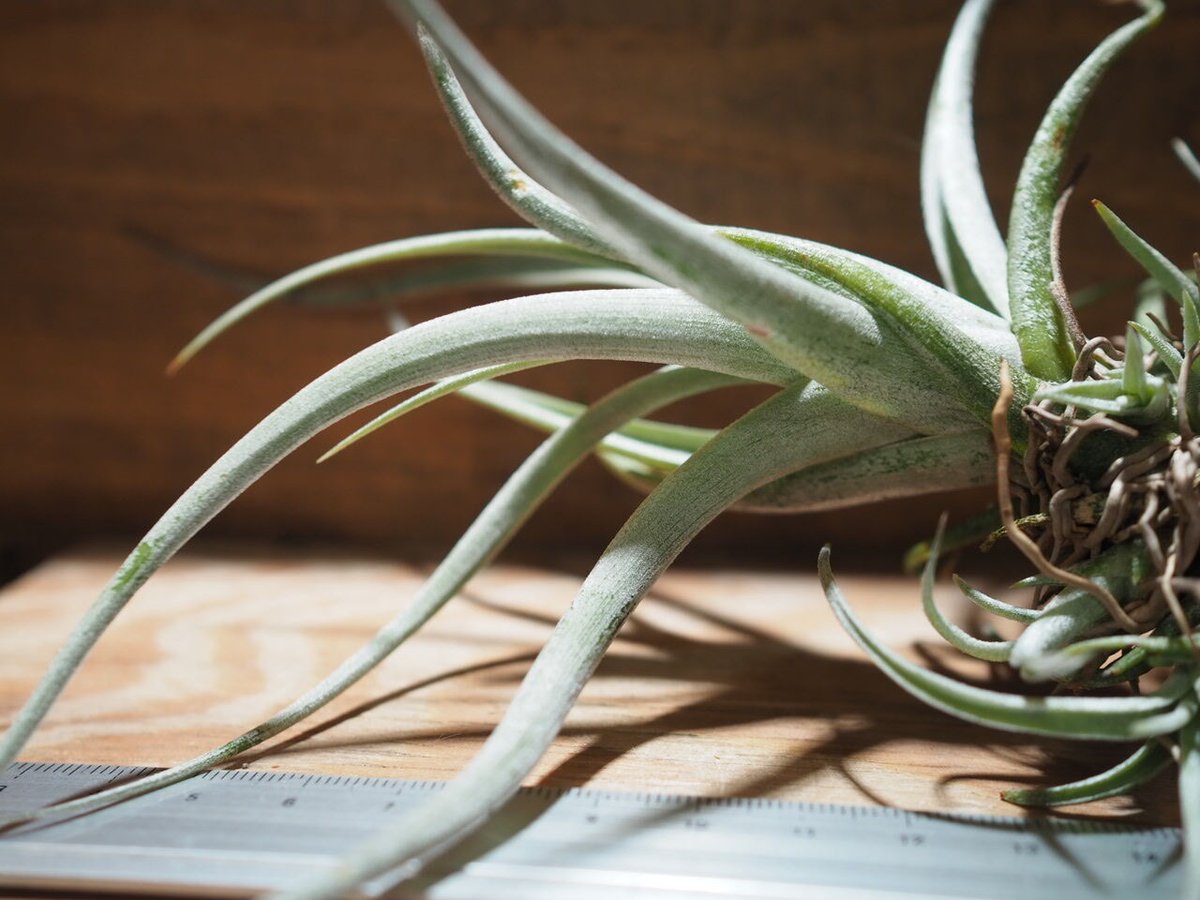 チランジア ／ カルウィンスキアナ (T.karwinskyana) ＊A01/Jun22 |