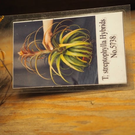 チランジア ／ ストレプトフィラ Hybrids No.5738　(T.streptophylla Hybrids No.5738)　＊A02/Se29