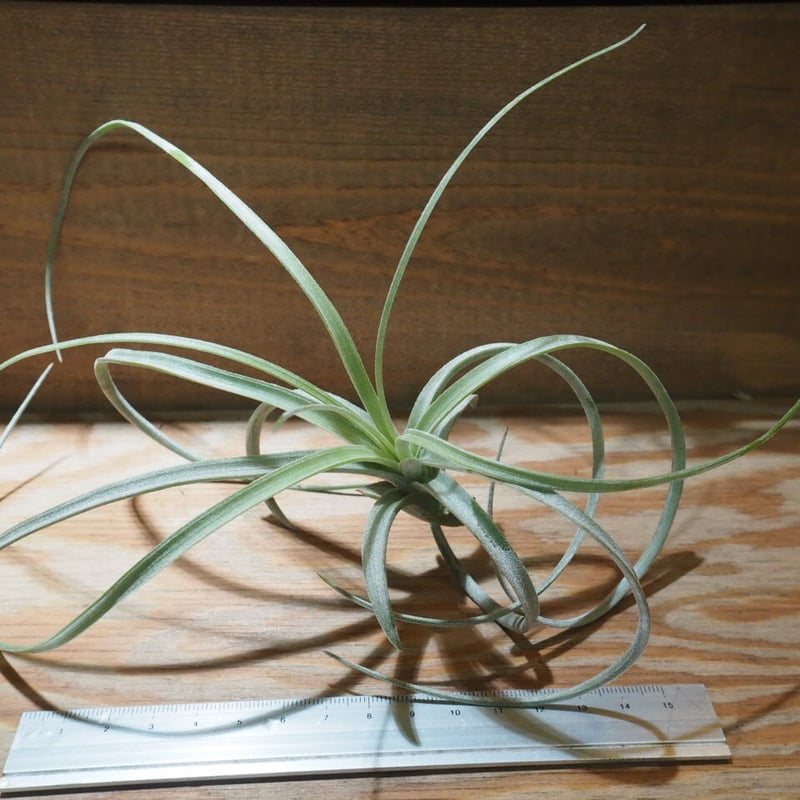 チランジア ／ エクセルタ M (T.exserta) ☆CD01/Nov27 | 常葉植物園