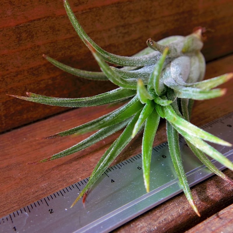 チランジア ／ リトルサンダー (T.'Little Thunder') | 常葉植物園 To