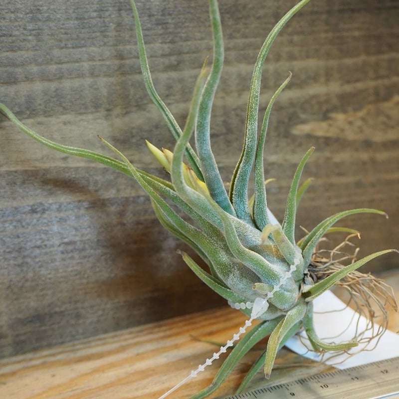 チランジア ／ カプトメデューサ ソノランスノー (T.caput