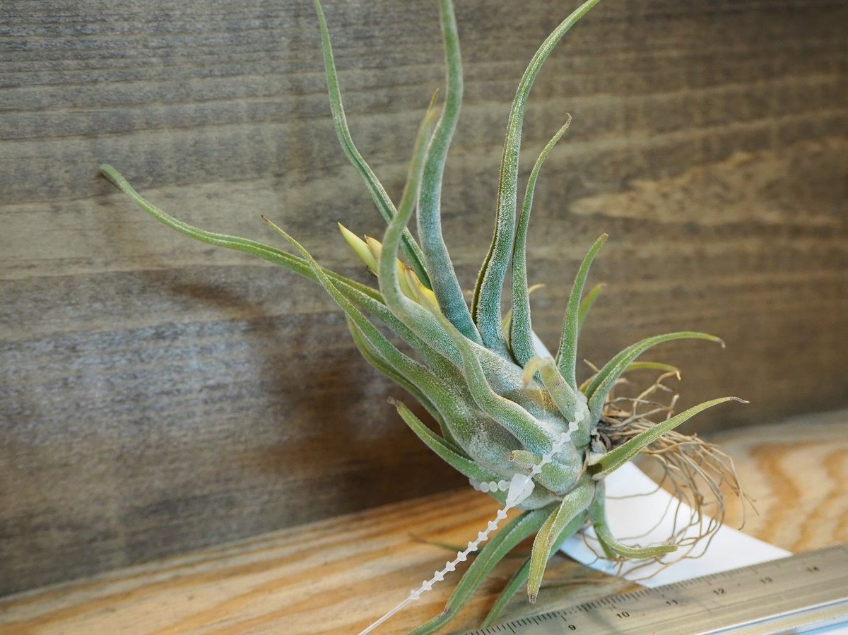 チランジア Lucile x カプトメデューサ チランジア・カプトメデューサ×プセウドベイレイ Tillandsia