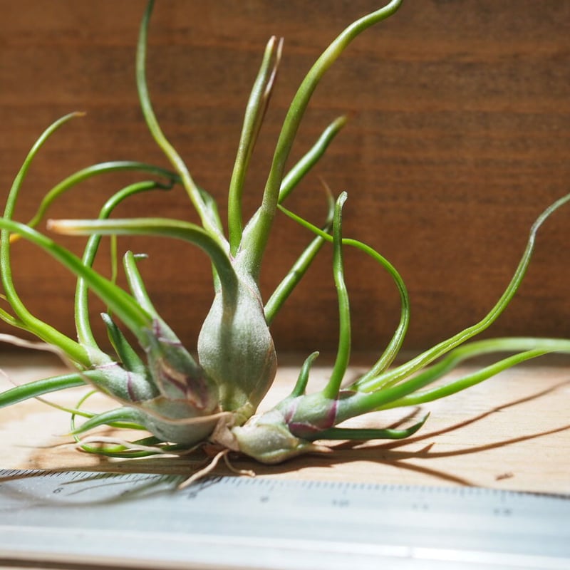 希少❗️エアプランツ　チランジア　ブルボーサ群生✨ チランジア・ブルボーサ・ベリーズ Tillandsia bulbosa 'Belize